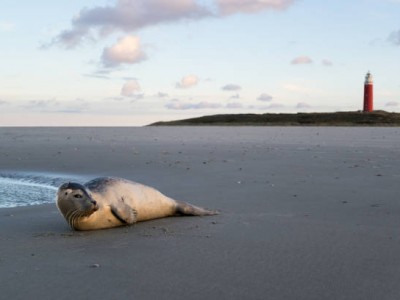 Eilandvakantie Terschelling 
